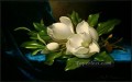 Magnolias gigantes sobre una tela de terciopelo azul Flor romántica Martin Johnson Heade